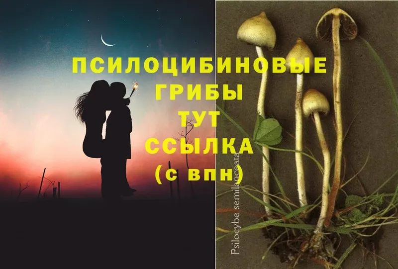 где можно купить наркотик  Махачкала  Галлюциногенные грибы Psilocybe 