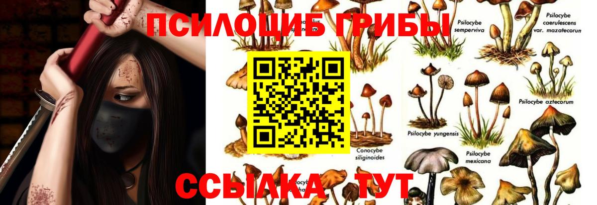 Махачкала  Галлюциногенные грибы прущие грибы  Вход с VPN  Галлюциногенные грибы GOLDEN TEACHER 